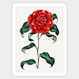 Mr. Reeves's Crimson Camellia Sticker